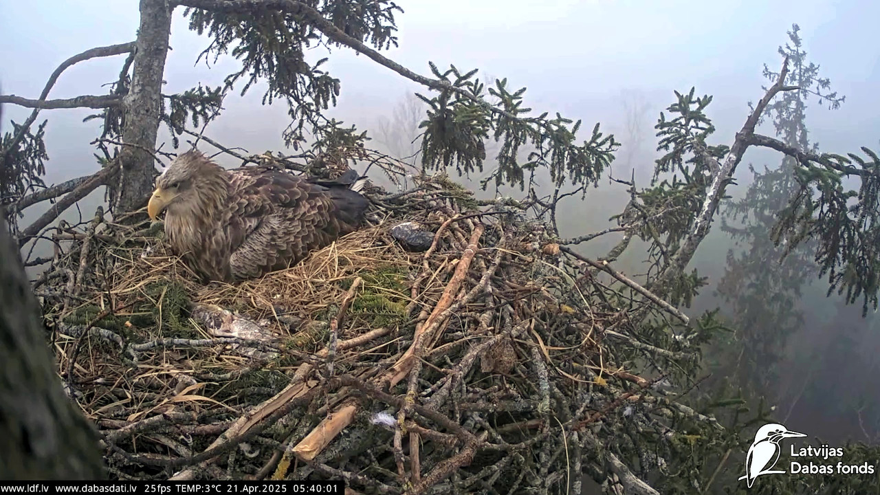 vlcsnap-2025-04-21-07h20m12s066