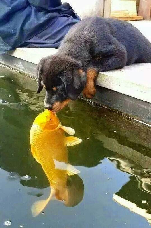 Yellowfish.jpg