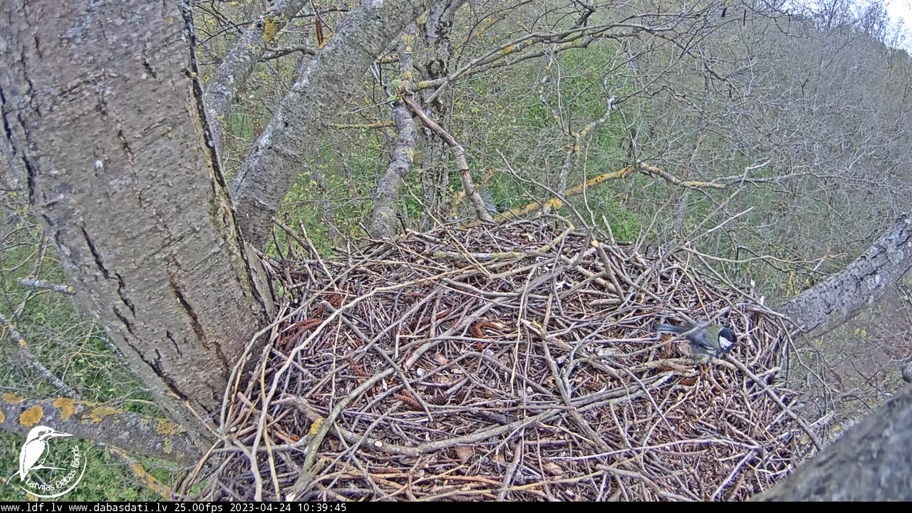 Vistu vanags (Accipiter gentilis) Rīgā - LDF tiešraide __ Goshawks, Riga, Latvia 7-11-21 screenshot