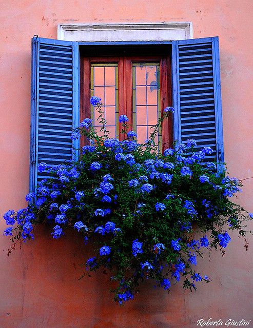 blue-shutters.jpg