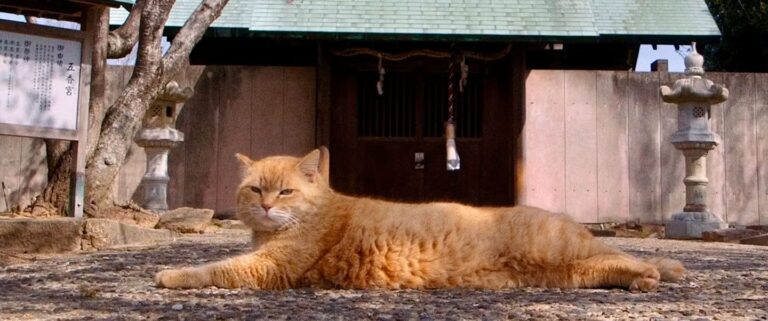 the-cats-of-gokogu-shrine1-768x321.jpg