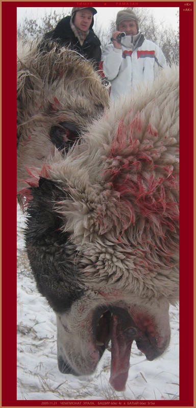 Рамазан 2009.11.21 БАШИР 60кг 4г х БАТЫЙ 66кг 3г5м (55Б)