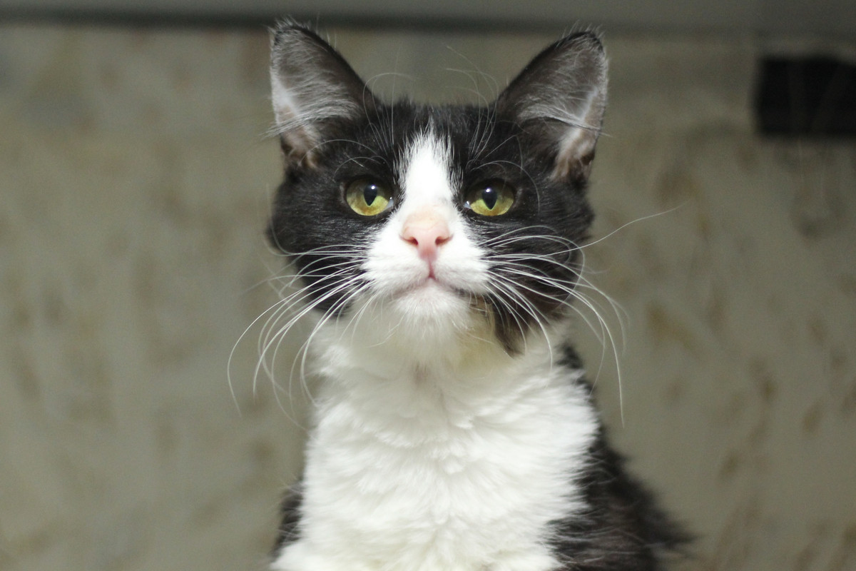 IMG_7245 — копия