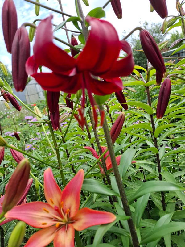 Изображение WhatsApp 2025-06-30 в 14.45.16_2d50cda4