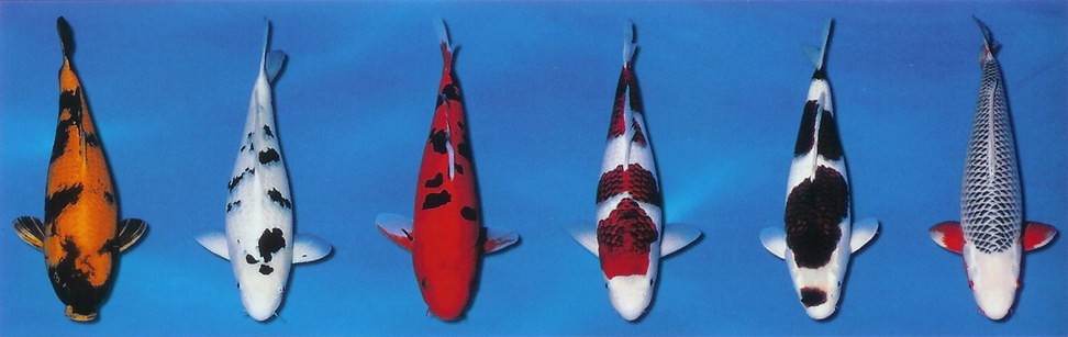 04-variety-koi