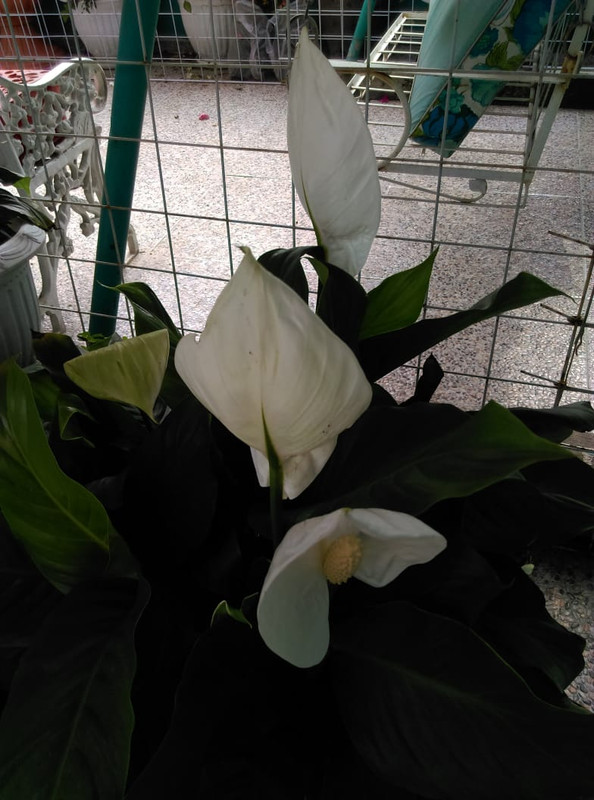 IMG-20191121-WA0016