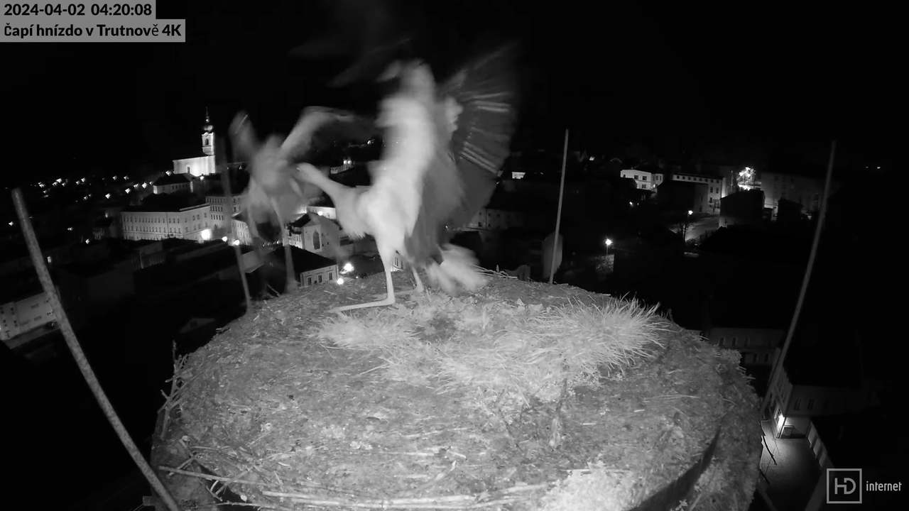Tiešraidē no stārķa ligzdas uz alus darītavas skursteņa Trutnovā 9-8-16 screenshot (1)