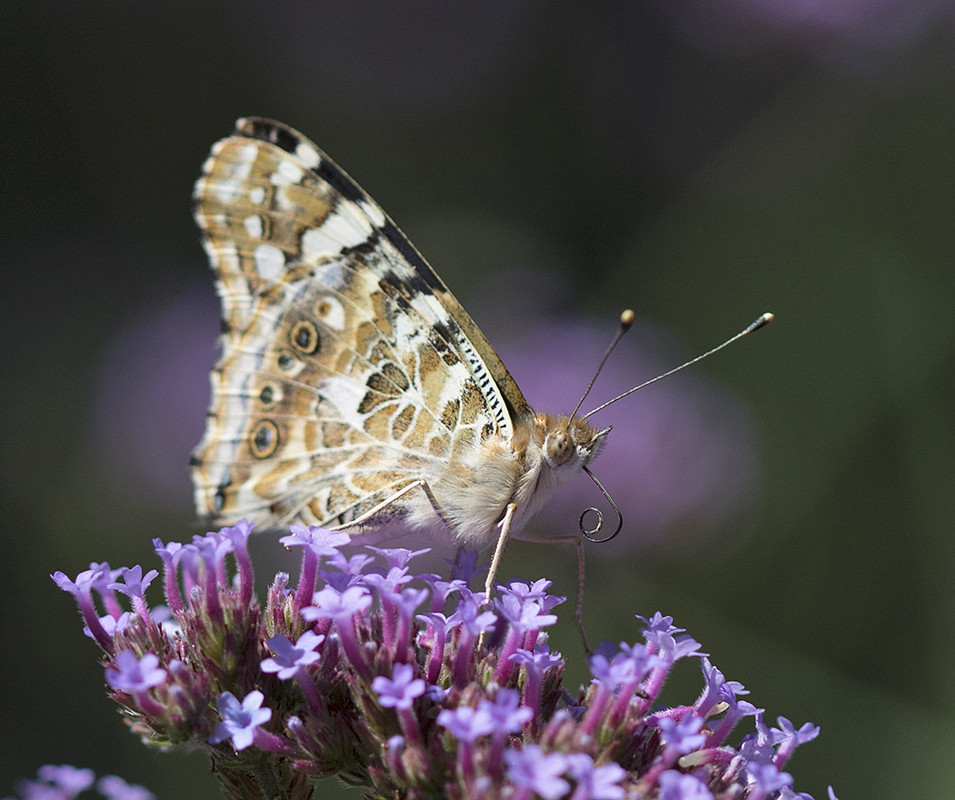 distelvlinder 164A0011