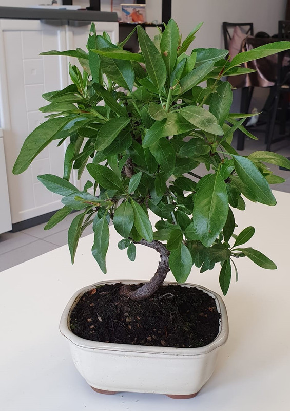 prunus1