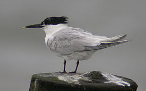 https://i.postimg.cc/sXt5syKD/290px-Sandwich-Tern-perched.jpg