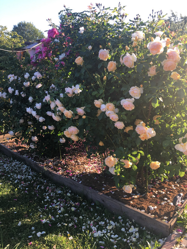 76ADADF3-AE1F-4545-8E9F-CE3BB8E35EF1