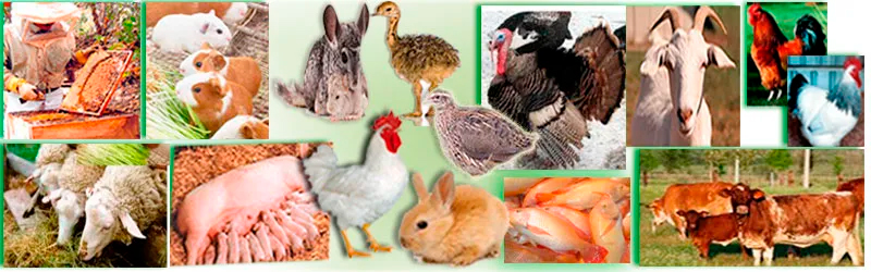 Curso crianza animales granja pavos conejos Cuy codorniz y caprino Pdf