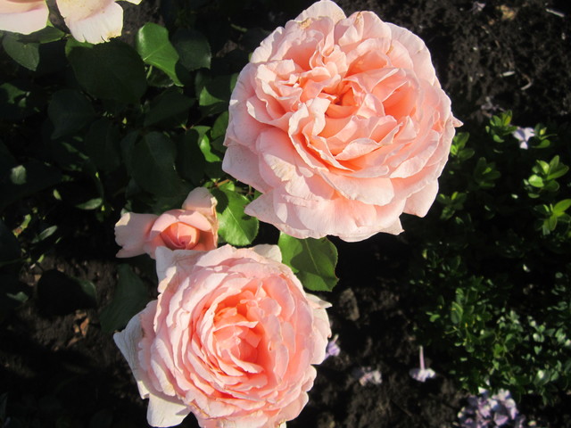IMG_1332[1]