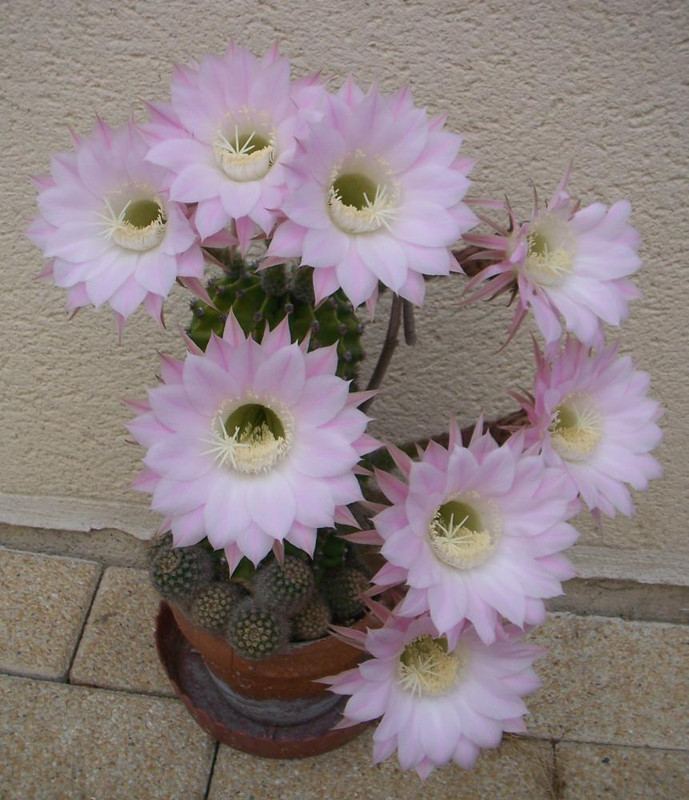 Echinopsis Voisins003