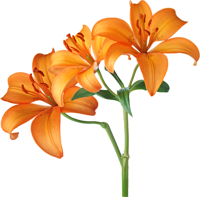 Autumn Witchery (115)