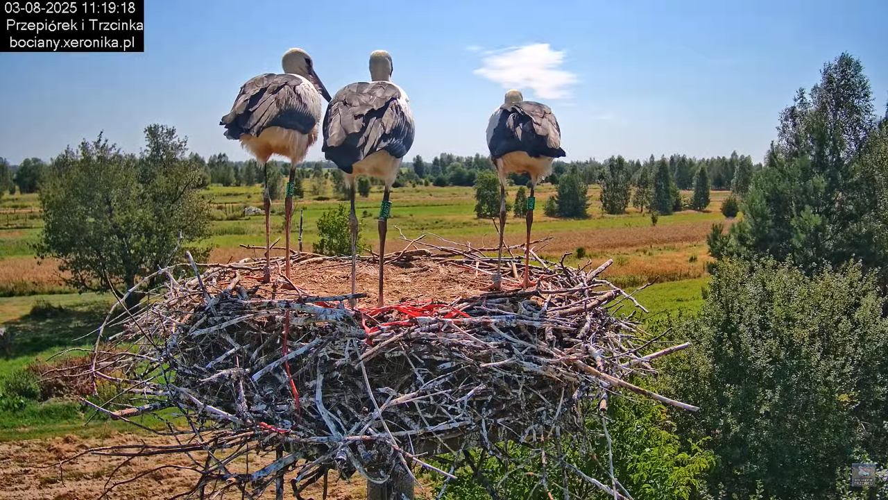 03082025bociany24