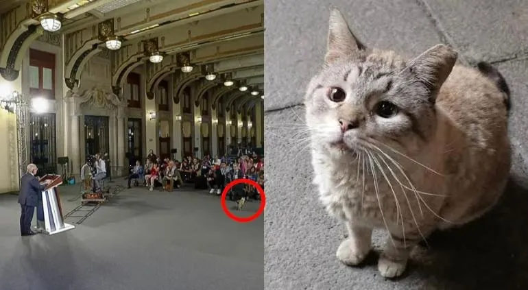 Luto en Palacio Nacional: Fallece 'Zeus', el gatito consentido de AMLO