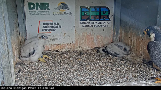 Fort Wayne falcon cam - Pagina 3 Przechwytywanie-w-trybie-pe-noekranowym-19-05-2022-232515