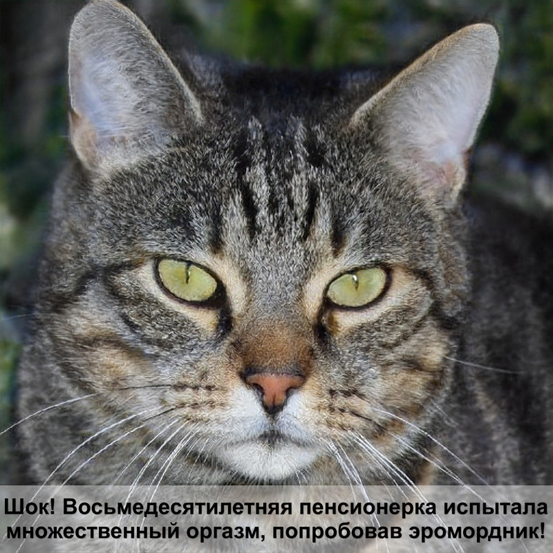 коты с разными глазами