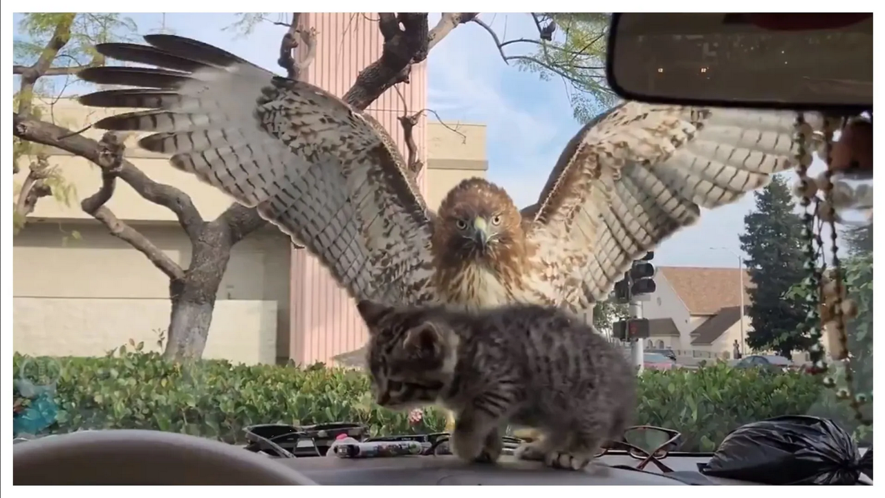 Gatito se salva de ser el almuerzo de un águila, el momento ya es viral