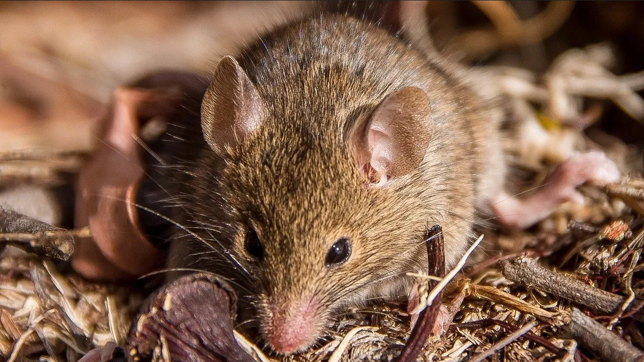 ¡Emergencia en Australia! Plaga de ratas invade un pueblo costero