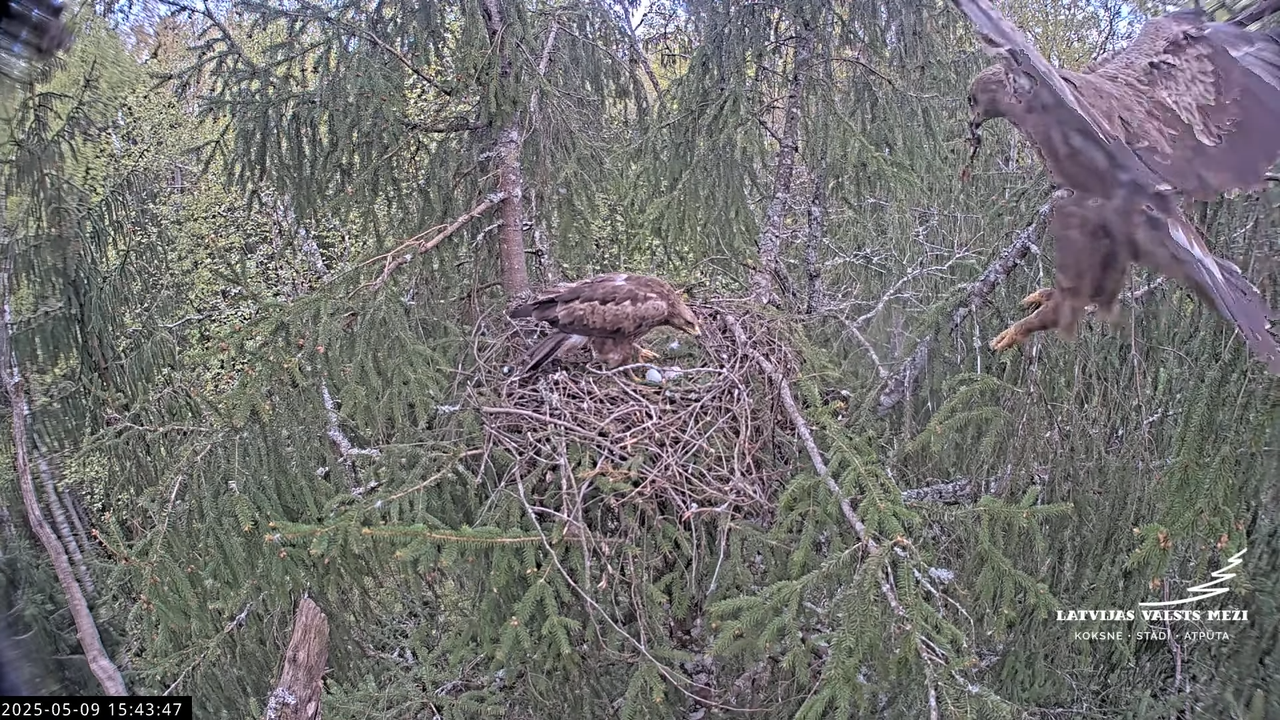 LVM mazais ērglis Lisiņa, egle2 – Lesser Spotted Eagle 15-41-2 screenshot