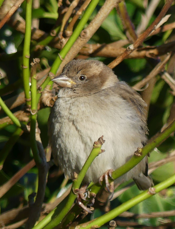 SPARROW 1