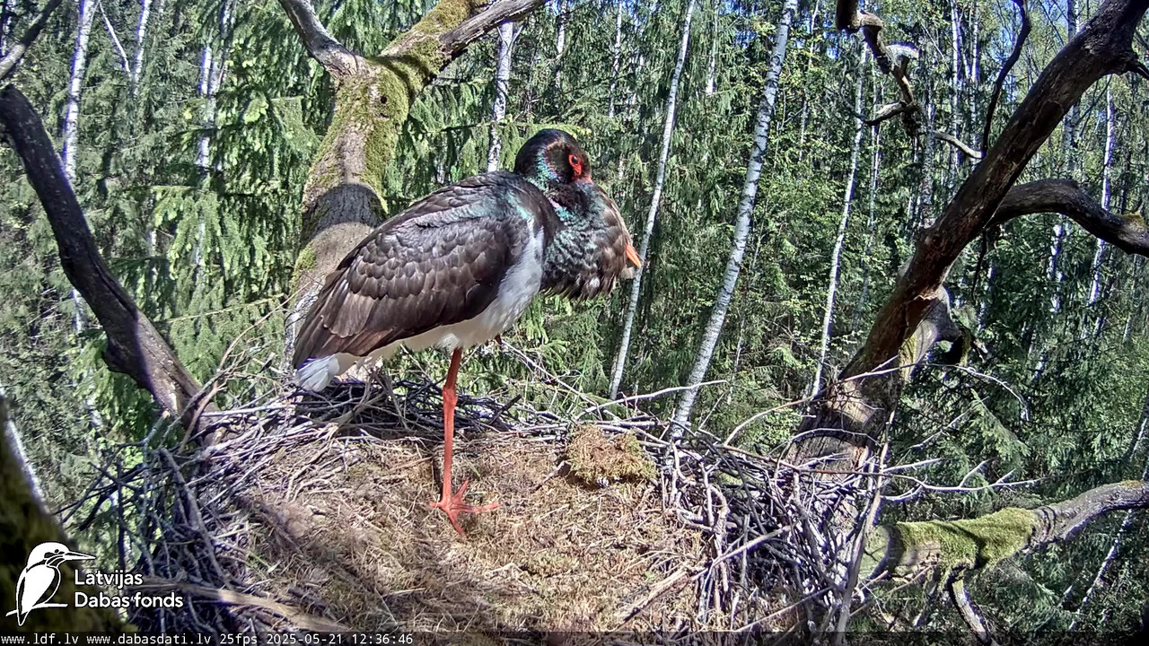 vlcsnap-2025-05-22-08h14m43s544