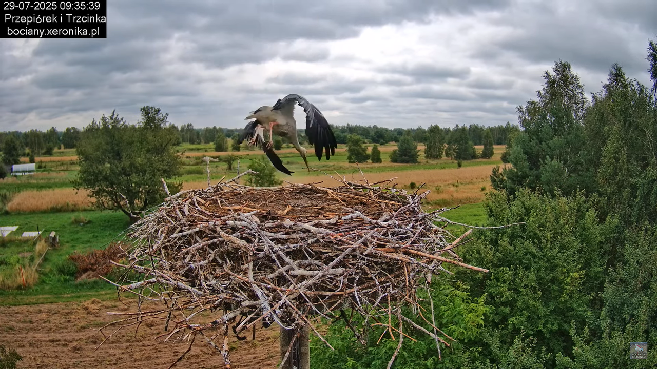 29072025bociany19