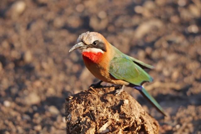 Aves do Botswana - Agosto 2019 White-fronted-bee-eater