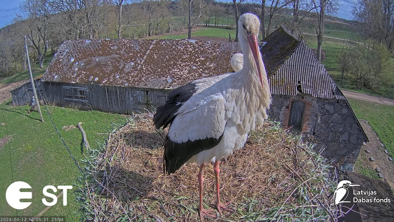Baltie stārķi (Ciconia ciconia) Tukuma novadā - LDF tiešraide __ White storks in Tukums, Latvia 10-1