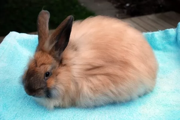 [Image: angora-rabbit-breed-12421-1-1619984447.webp]