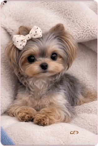 190226-chien-noeud-pois-tete