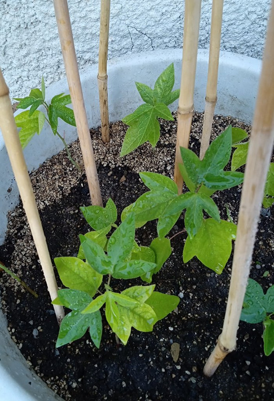 IMG_20250629_073407209