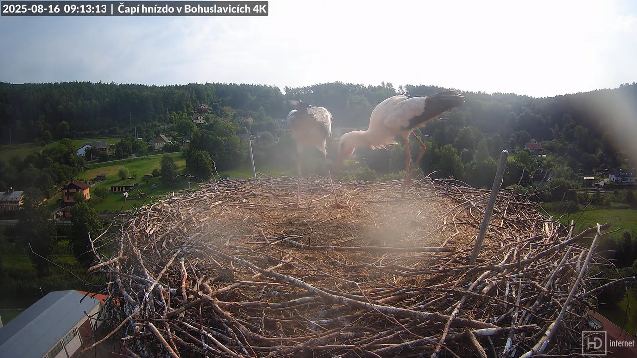 Živě z čapího komína firmy KARA v Bohuslavicích u Trutnova 11-52-17 screenshot