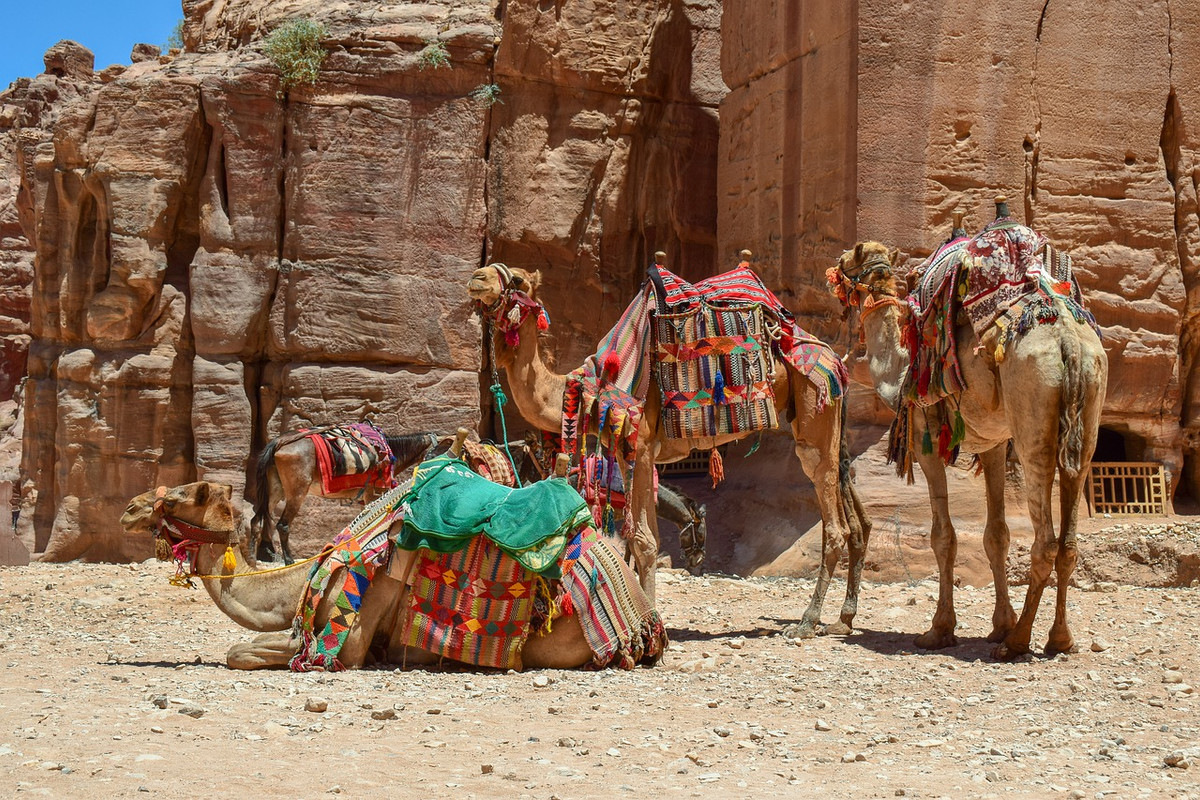 brown-camels-4365260-1280.jpg