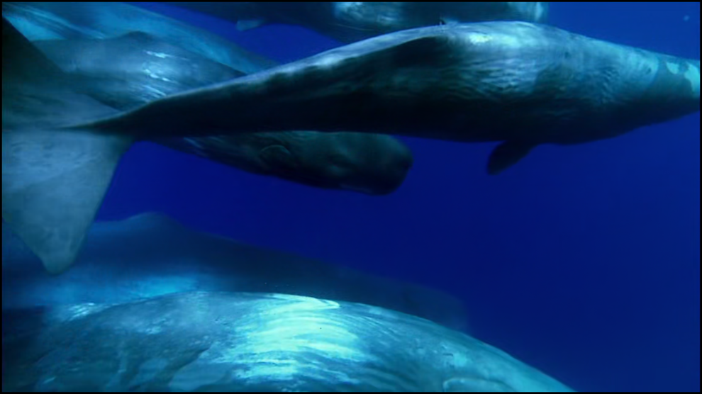 [Image: ls98hhdq7ml2.png]