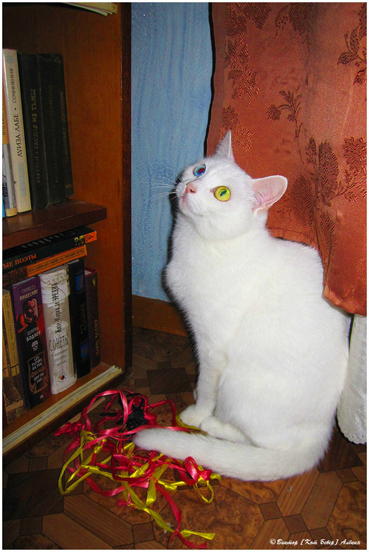 IMG-9634