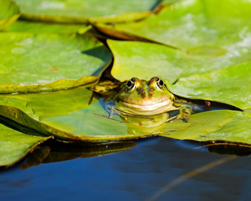 green-frog.jpg