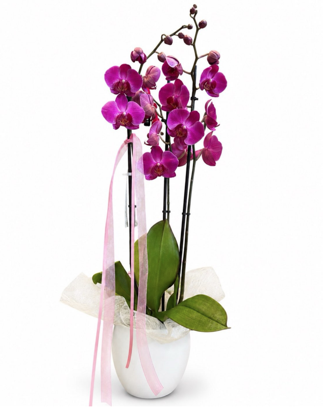 Orquídea Rosa
