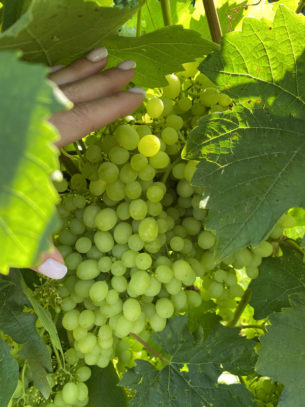 649EA585-ADF3-45A5-AF70-7CB9BA293865