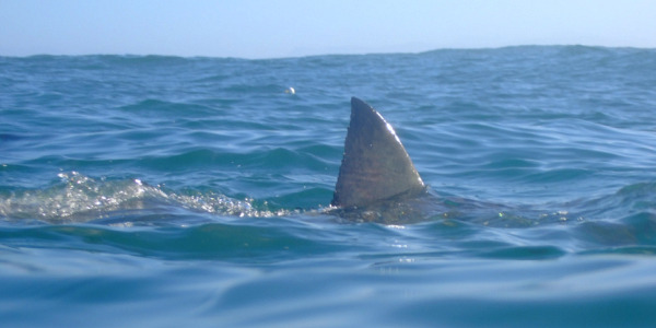 beware-the-lurking-shark.jpg