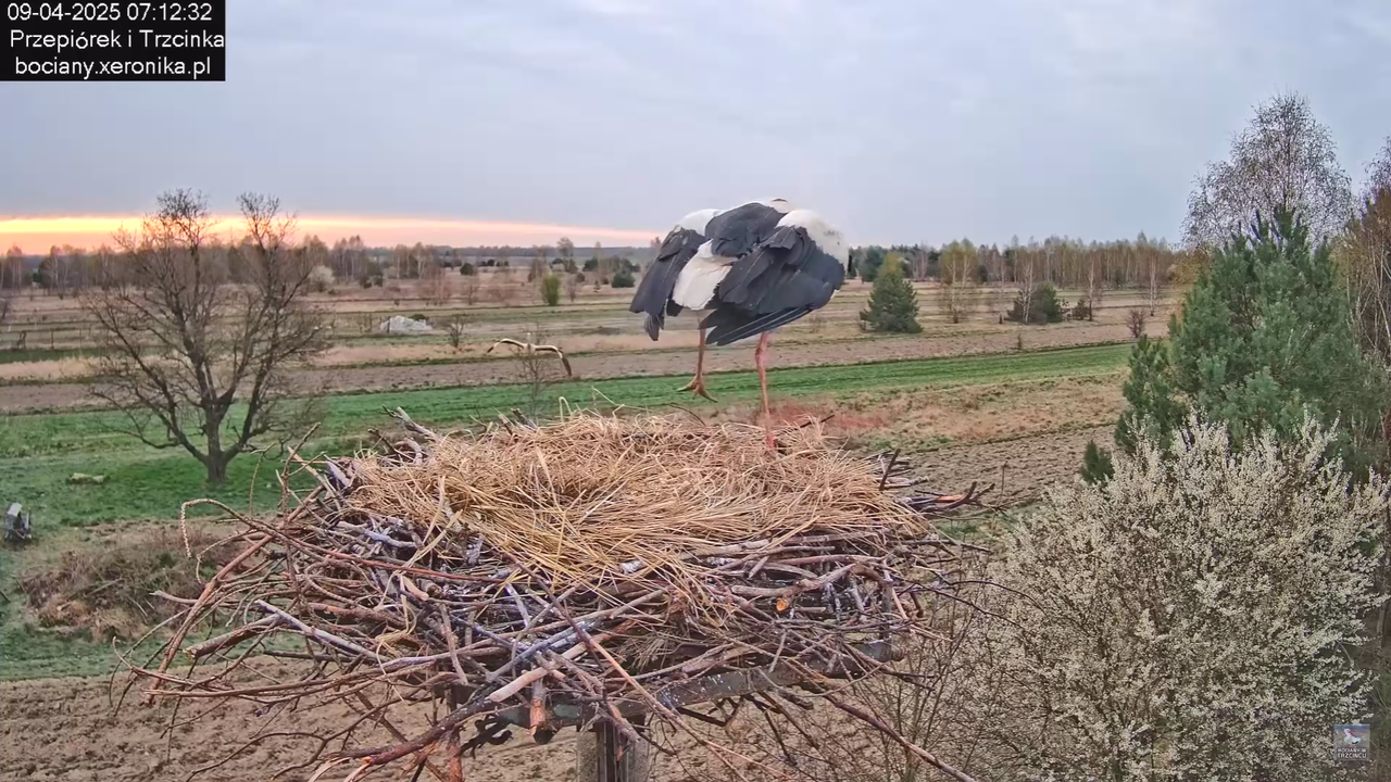 09042025bociany_2