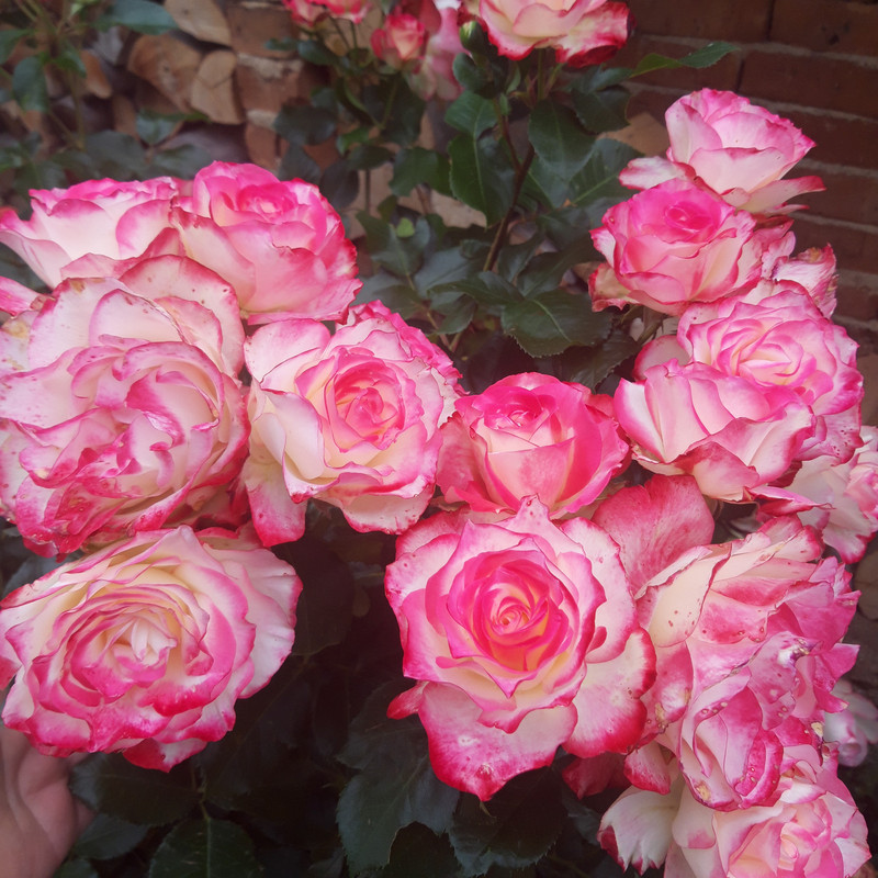 20190610_103224