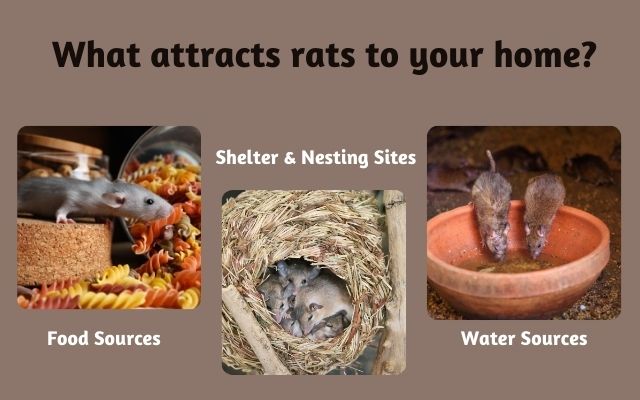 What attracts rats discount