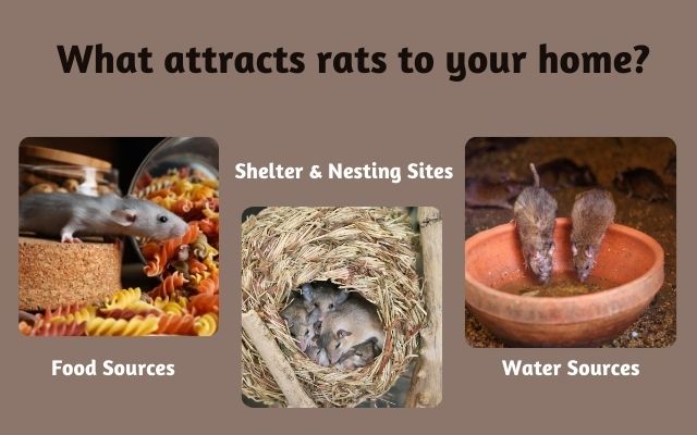 What attracts rats to your home? 