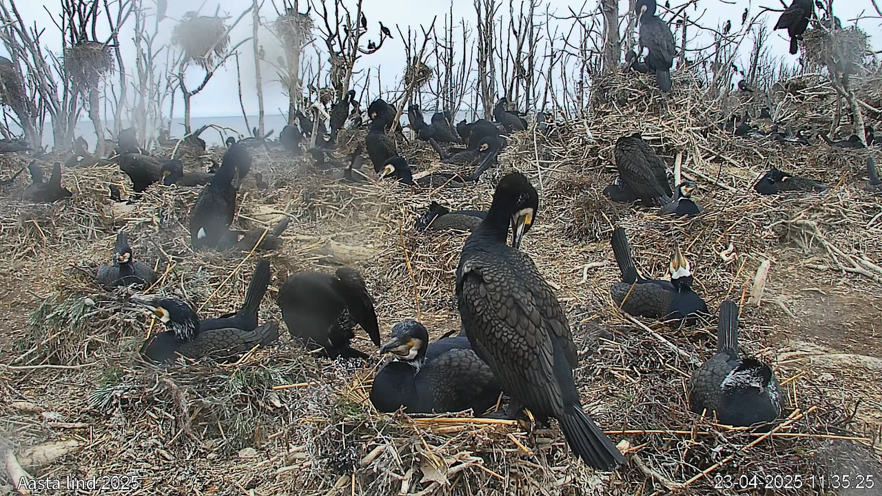 Tīmekļa kamera_ 2025. gada putns — jūraskrauklis (galvenā kamera) 13-8-41 screenshot