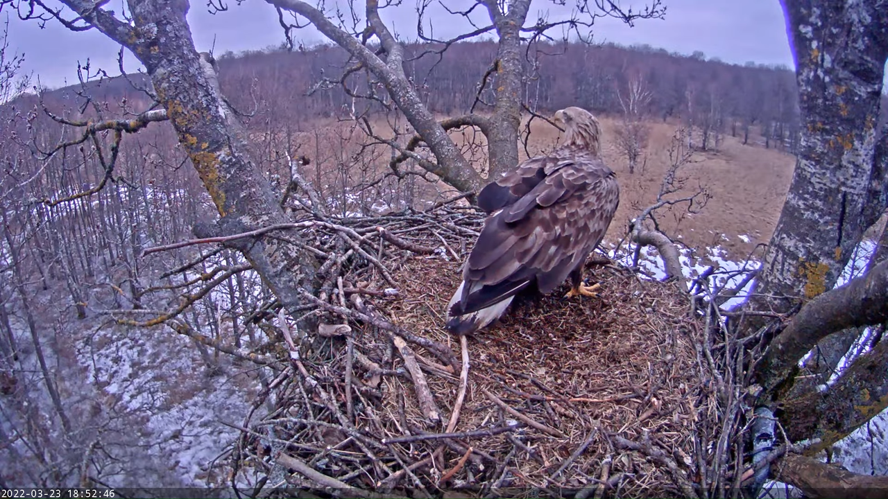 Merikotkas__Haliaeëtus albicilla 15-26-22 screenshot