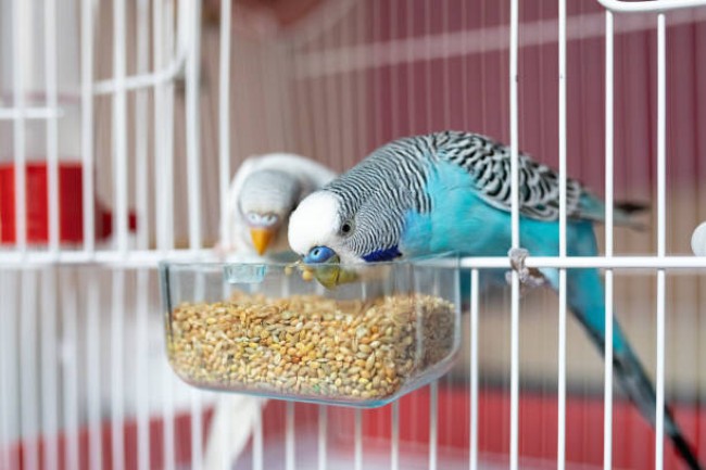 Avian-Story-4.jpg