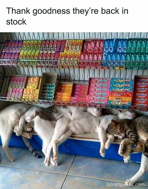 BPfcat-memes-purrgattos-31-68137f3952297-700.jpg